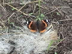 Vanessa atalanta