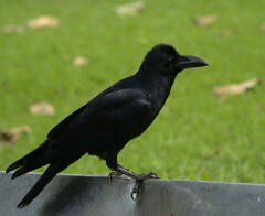 Corvus macrorhynchos levaillantii