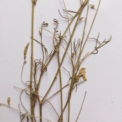 Astragalus austriacus