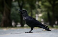 Corvus macrorhynchos levaillantii