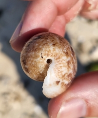 Littorinimorpha