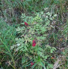 Actaea erythrocarpa