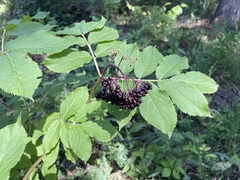Sambucus racemosa melanocarpa