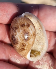 Littorinimorpha