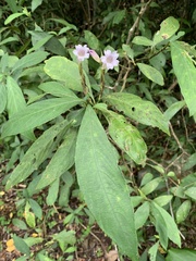 Strobilanthes longespicatus