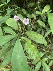 Strobilanthes longespicatus