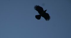 Corvus macrorhynchos levaillantii