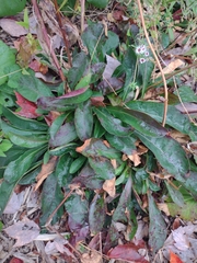 Penstemon cobaea