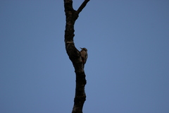 Dendrocopos major