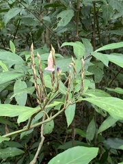 Strobilanthes longespicatus