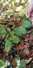 Calycanthus floridus