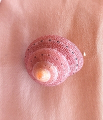 Littorinimorpha