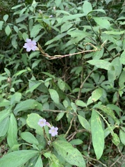 Strobilanthes longespicatus
