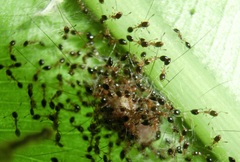 Monomorium floricola