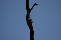 Dendrocopos major
