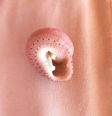 Littorinimorpha