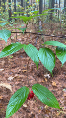 Viburnum rafinesqueanum