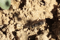 Lasioglossum marginatum
