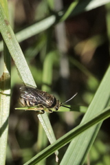 Lasioglossum marginatum