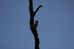 Dendrocopos major