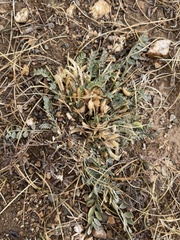 Astragalus scaberrimus