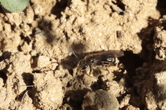 Lasioglossum marginatum