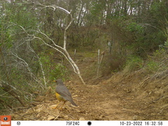 Turdus olivaceus