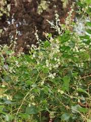 Fallopia baldschuanica