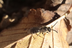 Lasioglossum marginatum