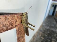 Schistocerca