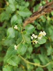 Fallopia baldschuanica