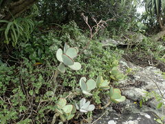 Cotyledon orbiculata oblonga