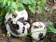 Calvatia lilacina