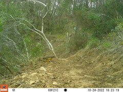Turdus olivaceus