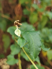 Fallopia baldschuanica