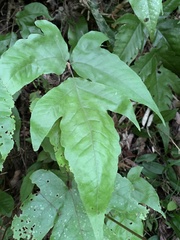 Tectaria subtriphylla