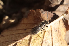 Lasioglossum marginatum