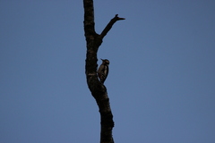 Dendrocopos major