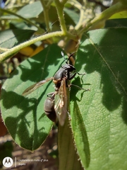 Sphiximorpha barbipes