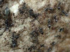 Crematogaster liengmei weitzeckeri