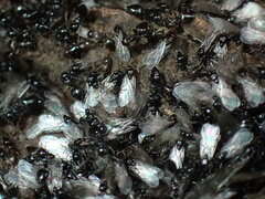 Crematogaster liengmei weitzeckeri