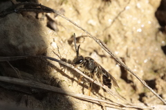 Lasioglossum marginatum