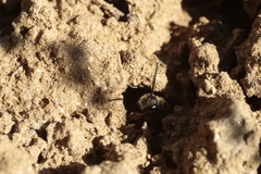 Lasioglossum marginatum