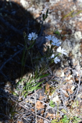 Silene samojedorum