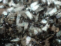 Crematogaster liengmei weitzeckeri