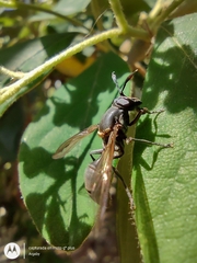 Sphiximorpha barbipes