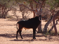 Hippotragus niger niger
