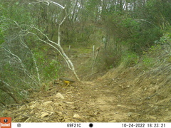 Turdus olivaceus