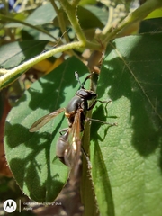 Sphiximorpha barbipes