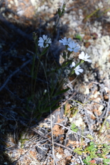 Silene samojedorum